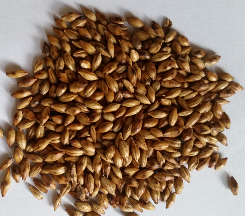 精釀<a href=http://m.toteng.com.cn/ target=_blank class=infotextkey>啤酒設備</a>,啤酒廠設備,開辦啤酒廠,特種麥芽,焦香麥芽