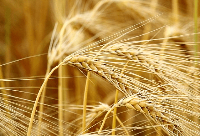 精釀<a href=http://m.toteng.com.cn/ target=_blank class=infotextkey>啤酒設(shè)備</a>,啤酒廠設(shè)備,開辦啤酒廠,麥芽